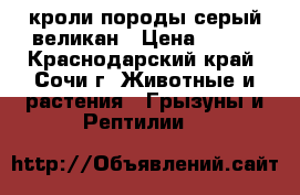 кроли породы серый великан › Цена ­ 400 - Краснодарский край, Сочи г. Животные и растения » Грызуны и Рептилии   